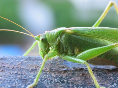 kobylka-zelena